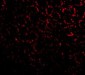 PHAP I Antibody