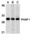 PHAP I Antibody