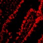 PHAP Antibody