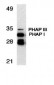 PHAP Antibody