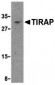 TIRAP Antibody