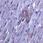 Bcl-B Antibody