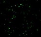 CARD8 Antibody