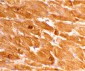 Caspase-12 Antibody (Large)