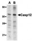 Caspase-12 Antibody (Small)