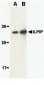 ILPIP Antibody