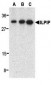 ILPIP Antibody