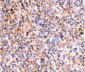 XAF-1 Antibody