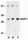 XAF-1 Antibody