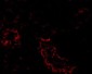 ACE2 Antibody