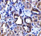 ACE2 Antibody