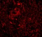 TRIM5 gamma Antibody
