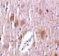 TRIM5 delta Antibody