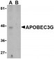 APOBEC3G Antibody