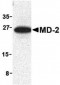 MD-2 Antibody