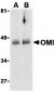OMI Antibody