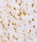 PIKE Antibody