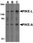 PIKE Antibody