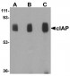 cIAP Antibody