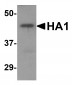 XIAP Antibody