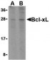 Bcl-xL Antibody