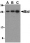 Bid Antibody