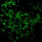 UBC13 Antibody
