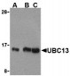 UBC13 Antibody