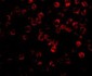 TAB1 Antibody