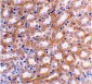 IRF3 Antibody