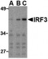 IRF3 Antibody