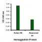 Avian Influenza Hemagglutinin Antibody