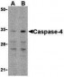 Caspase-4 Antibody