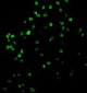 Caspase-4 Antibody