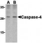 Caspase-4 Antibody