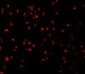 Caspase-5 Antibody