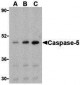 Caspase-5 Antibody