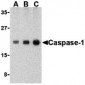 Caspase-1 Antibody