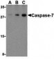 Caspase-7 Antibody