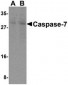 Caspase-7 Antibody