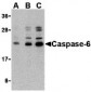 Caspase-6 Antibody