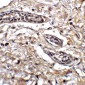 Caspase-8 Antibody