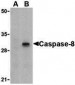 Caspase-8 Antibody