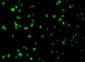 Mcl-1 Antibody