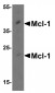 Mcl-1 Antibody