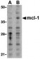 Mcl-1 Antibody