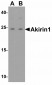 Rheb Antibody