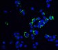 TSC2 Antibody