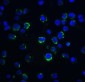 TSC2 Antibody