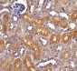 4E-BP1 Antibody